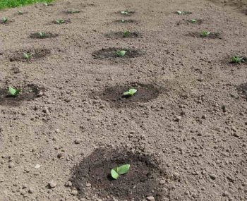 042.jpg